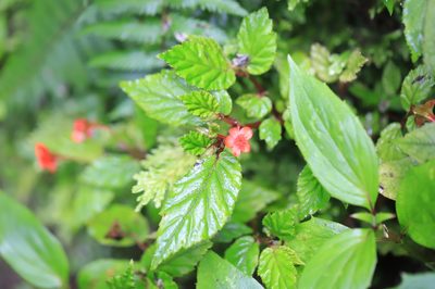 Begonia urticae, photographed by Steven Bodzin