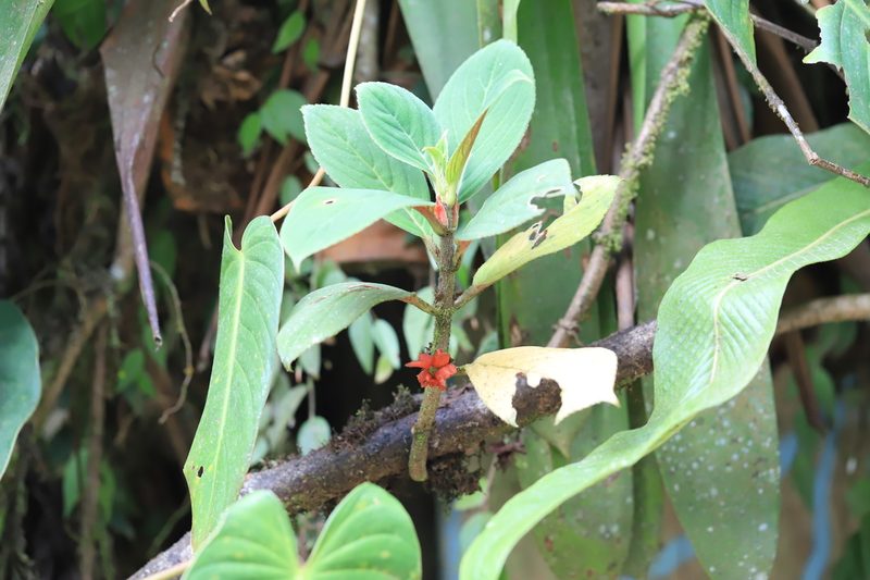 Glossoloma ichthyoderma, photographed by Steven Bodzin