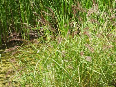Echinochloa walteri, photographed by Ben Meredyk