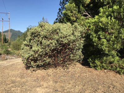 Arctostaphylos canescens, photographed by Lee Cain