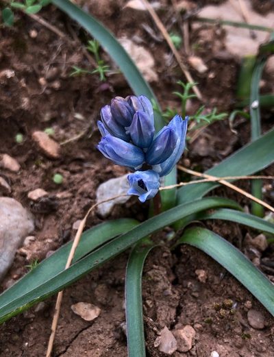Bellevalia hyacinthoides, photographed by desertnaturalist