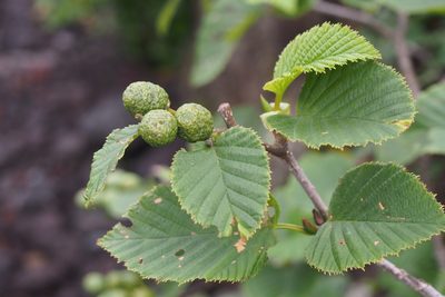 Alnus maximowiczii, photographed by harum.koh