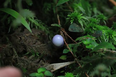Sphyrospermum buxifolium, photographed by Steven Bodzin