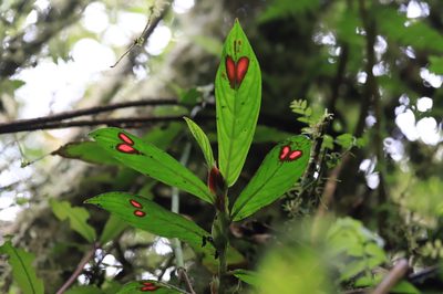 Columnea consanguinea, photographed by Steven Bodzin