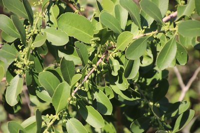 Gymnosporia senegalensis, photographed by Tony Rebelo