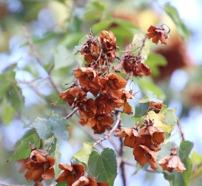 Dombeya tiliacea, photographed by Tony Rebelo