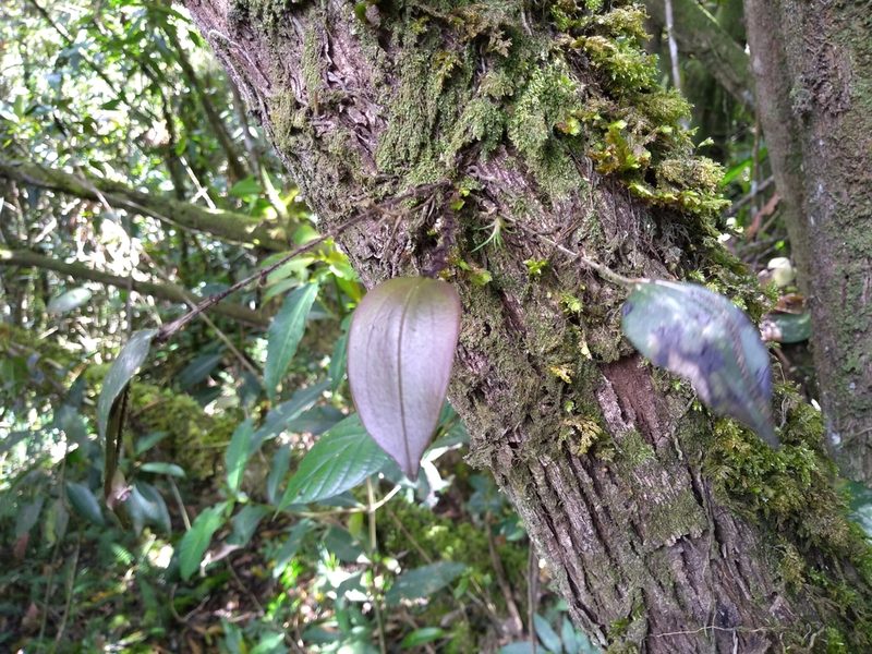 Lepanthes dunstervilleorum, photographed by Lucas Kaminski