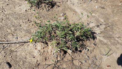 Potentilla crinita, photographed by Craig Martin