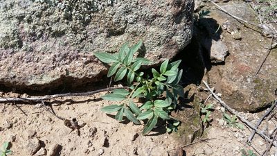 Solanum jamesii, photographed by Craig Martin