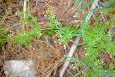 Galium mexicanum, photographed by timharris