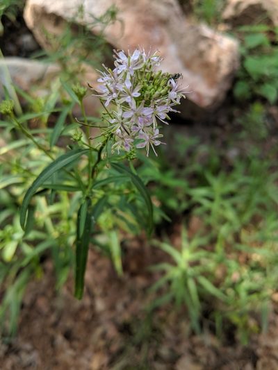 Thelypodium wrightii, photographed by Rachel Stringham