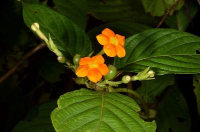 Mussaenda frondosa, photographed by Eugene Popov