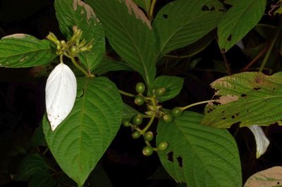 Mussaenda frondosa, photographed by Eugene Popov