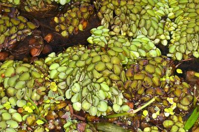 Salvinia cucullata, photographed by Eugene Popov