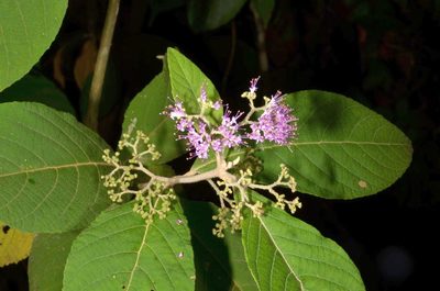 Callicarpa tomentosa, photographed by Eugene Popov