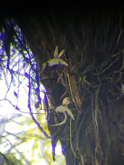 Dendrophylax lindenii, photographed by snail_hiker