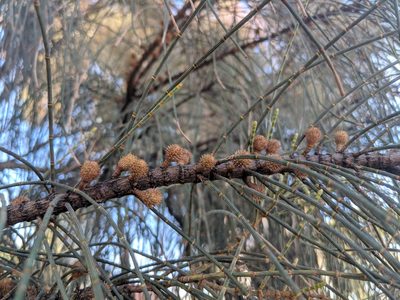 Allocasuarina verticillata, photographed by Cobi Calyx