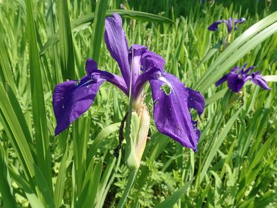 Iris laevigata, photographed by Yoshihiro Tokue