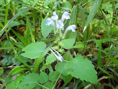 Scutellaria brachyspica, photographed by Yoshihiro Tokue