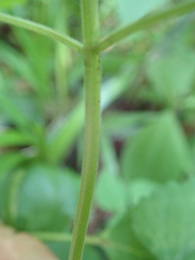 Scutellaria brachyspica, photographed by Yoshihiro Tokue