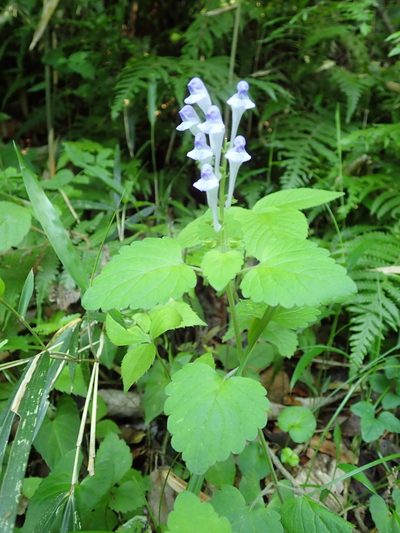 Scutellaria brachyspica, photographed by Yoshihiro Tokue