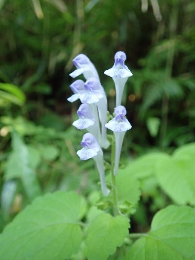 Scutellaria brachyspica, photographed by Yoshihiro Tokue