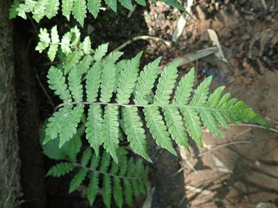Leptogramma mollissima, photographed by Yoshihiro Tokue