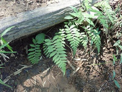 Leptogramma mollissima, photographed by Yoshihiro Tokue