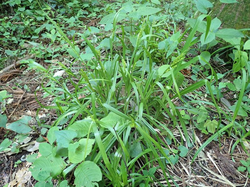 Carex ischnostachya, photographed by Yoshihiro Tokue