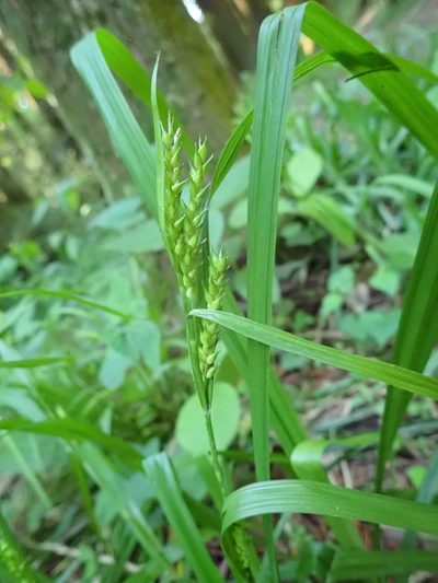 Carex ischnostachya, photographed by Yoshihiro Tokue