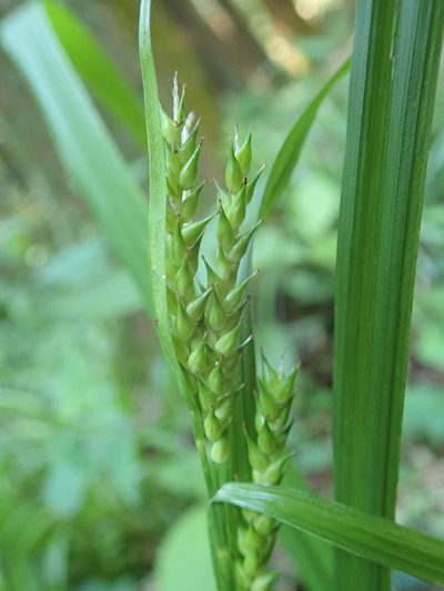 Carex ischnostachya, photographed by Yoshihiro Tokue
