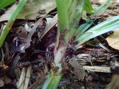 Carex ischnostachya, photographed by Yoshihiro Tokue