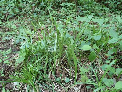 Carex ischnostachya, photographed by Yoshihiro Tokue