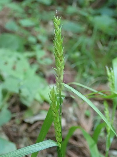 Carex ischnostachya, photographed by Yoshihiro Tokue