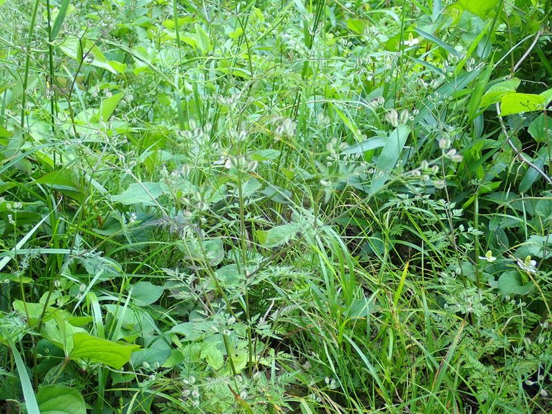 Torilis scabra, photographed by Yoshihiro Tokue