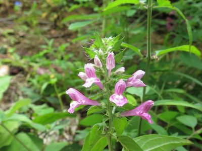 Melampyrum roseum, photographed by Repina Tatyana