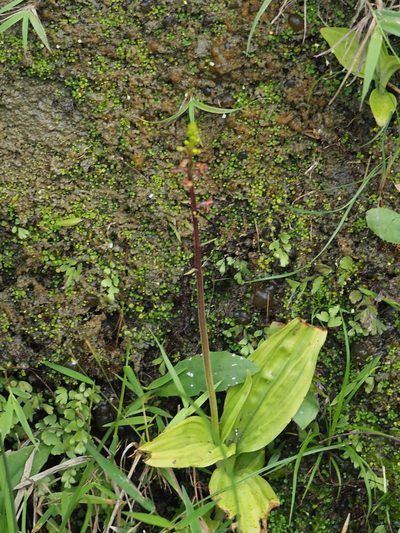 Crepidium purpureum, photographed by 葉子