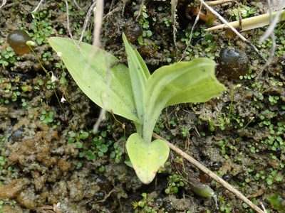 Crepidium purpureum, photographed by 葉子