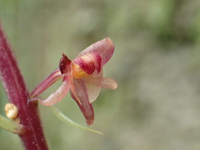 Crepidium purpureum, photographed by 葉子