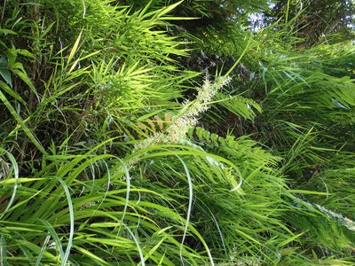 Carex cruciata, photographed by 葉子