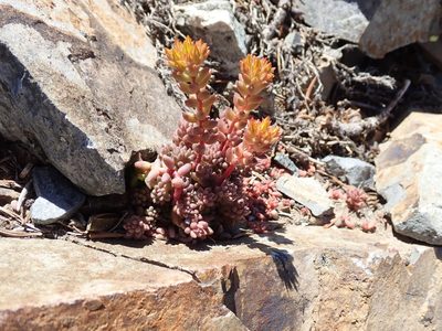 Sedum rupicola, photographed by John Brew
