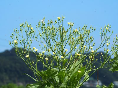 Lactuca sativa, photographed by 葉子