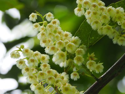 Elaeocarpus serratus, photographed by 葉子