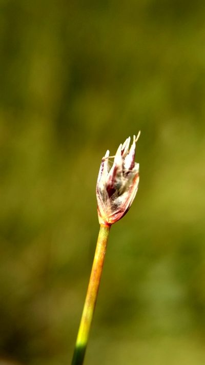 Eleocharis quinqueflora, photographed by Sigitas Juzėnas
