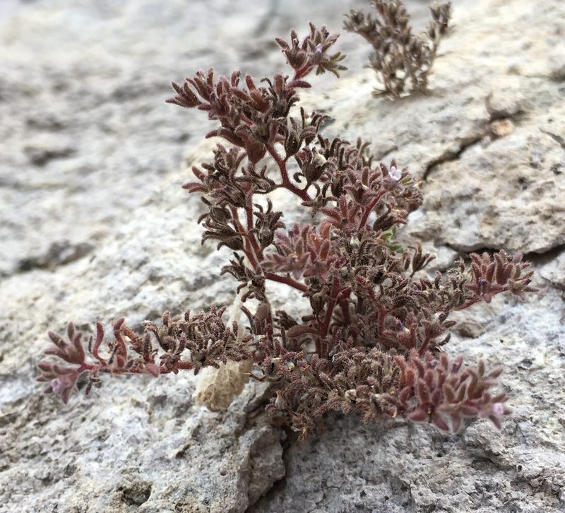 Phacelia saxicola, photographed by Jesse Rorabaugh