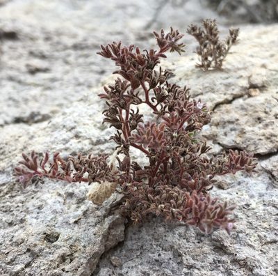 Phacelia saxicola, photographed by Jesse Rorabaugh