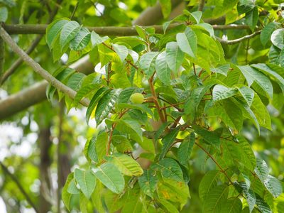 Canarium subulatum, photographed by 葉子