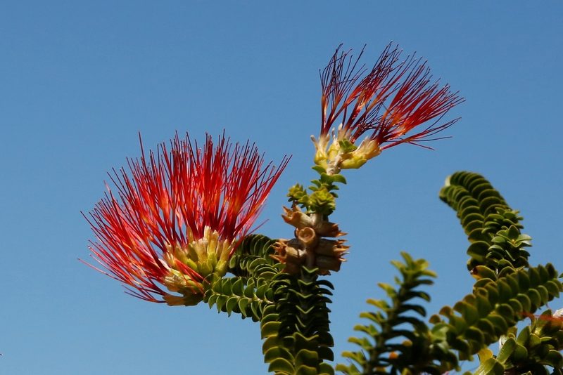 Melaleuca aestiva, photographed by Margaret Langley