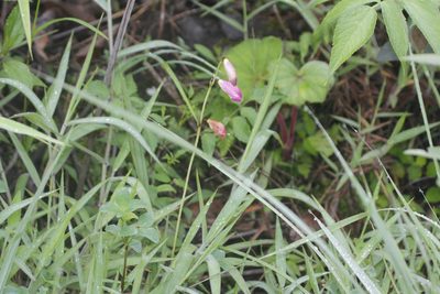 Bletia campanulata, photographed by Juan Cruzado Cortés