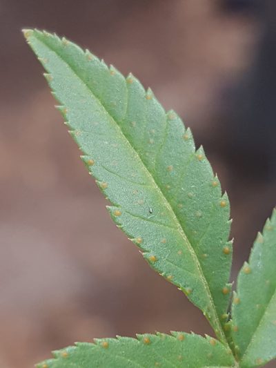 Tagetes lemmonii, photographed by Alex Abair